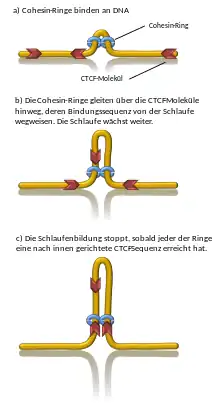 Bildung einer DNA-Schlaufe durch Cohesin.