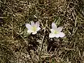 Colchicum alpinum, La Bérarde, Oisans