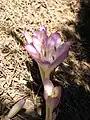 Blüten
