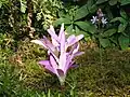Blüte (Sommer)