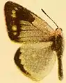 Männchen von Colias sagartia