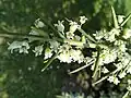 Colletia hystrix