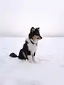 Langhaarcollie-Junghund, 5 Monate alt