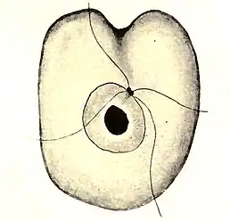 Collodictyon, mit Zellkern und vier Geißeln (rückseitige Ansicht)