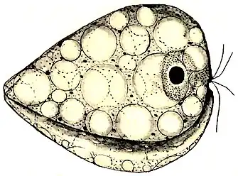 Seitliche Ansicht auf den Sulcus (Fressrinne) von Collodictyon.