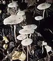 Gelbknolliger SklerotienrüblingCollybia cookei