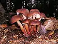 Spindeliger RüblingGymnopus fusipes