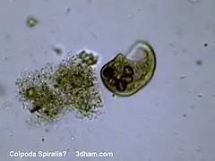 Ebenfalls C. cf. spiralis aus Heu