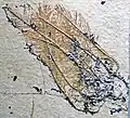 Haarstern Comatula pinnata