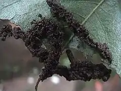 Raupe, von einem aus Kotballen gebildeten Schutzwall umgeben