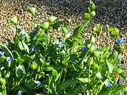 Commelina tuberosa (die länglichen Wurzeln werden verwendet; nicht im Bild)