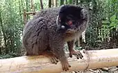 Brauner MakiEulemur fulvus
