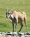 Elenantilope (Taurotragus oryx)