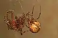 Weibchen mit erbeuteter Winkelspinne