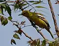 Garteniora, weibl. in Hyderabad, Indien