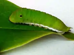 Ausgewachsene Raupe  (grüne Morphe)
