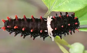 Ausgewachsene Raupe