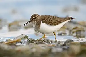 Flussuferläufer (Actitis hypoleucos)
