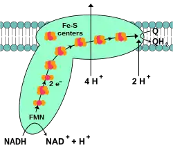Mitochondrielle NADH-Dehydrogenase