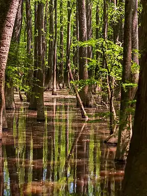 Cedar Creek
