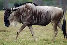 Streifengnu (Connochaetes taurinus)