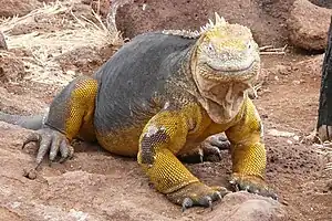 Drusenkopf (Conolophus subcristatus)