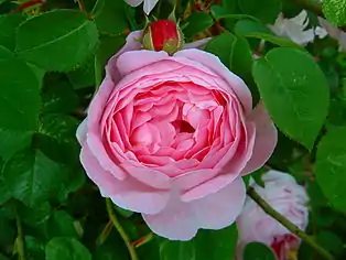 Constance Spry