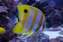 Kupferstreifen-Pinzettfisch