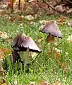 Der Falten-Tintling (Coprinus atramen­tarius) enthält Coprin.