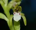 Einzelblüte