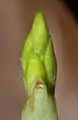 Knospen