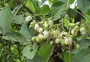 Cordia dentata