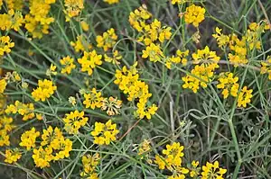Binsenartige Kronwicke (Coronilla juncea)