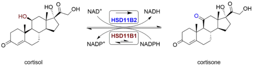 Cortisol-Cortison-Gleichgewicht