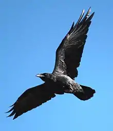 Flugbild eines Weißhalsraben