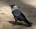 Dohle (Corvus monedula)