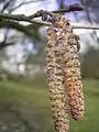 Lambertshasel(Corylus maxima)