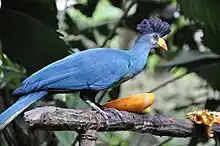 Kibira-Nationalpark