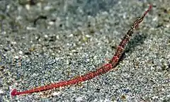 Schultz Seenadel, Corythoichthys schultzi