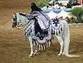 Kostümiertes Pferd bei der Scottsdale Arabian Horse Show