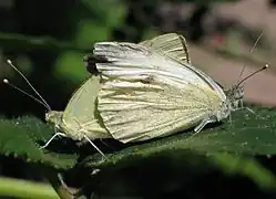 Paarung