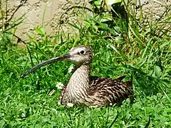 Großer Brachvogel