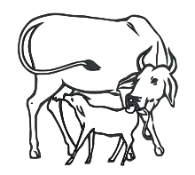 Eine Kuh mit Kalb – das Parteisymbol von Indira Gandhis Congress (R) bzw. Kongresspartei zwischen 1969 und 1978