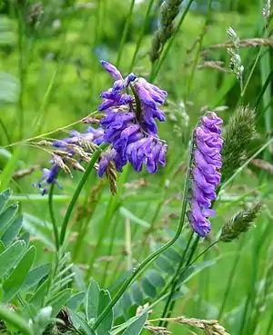Vogel-Wicke(Vicia cracca)