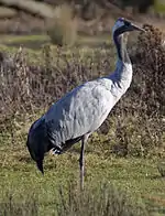 Kranich