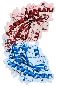 Creatin-Kinase