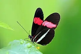 Flügelunterseite H. erato petiverana