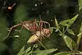 Labyrinthspinne mit Beute