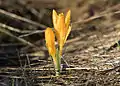Crocus danfordiae  (F)