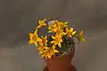 Crocus angustifolius (F)